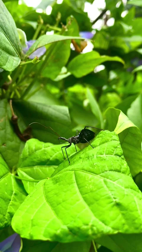 Green branch insect 库存影片 218418883