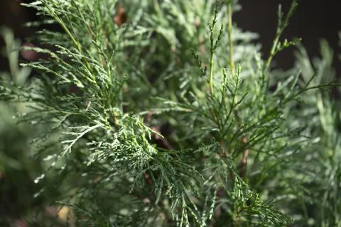 Green branch of juniper background Stock Photos