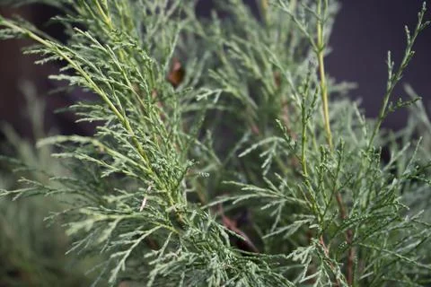 Green branch of juniper Stock Photos