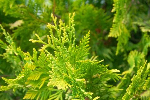 Green branch of juniperus Stock Photos
