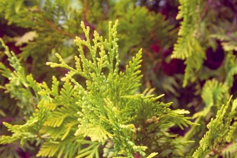 Green branch of juniperus Stock Photos