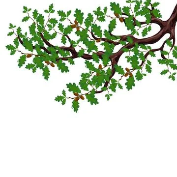 A green branch of a large oak tree with acorns. Volumetric drawing without a  Stock Illustration