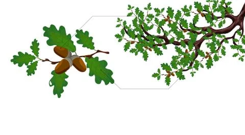 A green branch of a large oak tree with acorns and a separate twig close up.  Stock Illustration