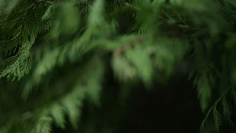 Green branch leaves close-up Stock Footage 88111091