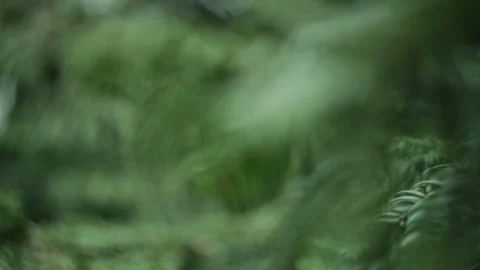 Green branch leaves close-up Stock Footage 88115885