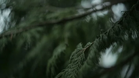 Green branch leaves close-up Stock Footage 88116843