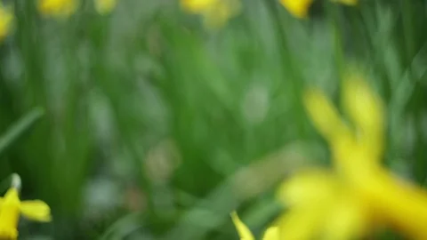 Green branch leaves close-up Stock Footage 88116867