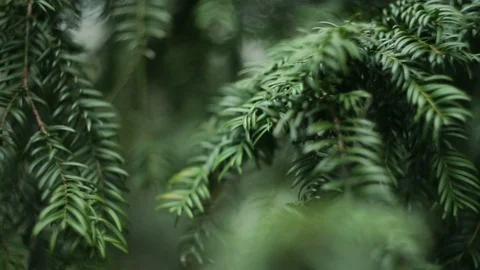 Green branch leaves close-up Stock Footage 88117261