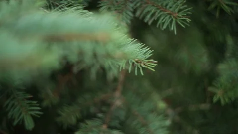 Green branch leaves close-up Stock Footage 88117662