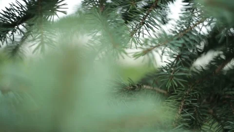 Green branch leaves close-up Stock Footage 88123751