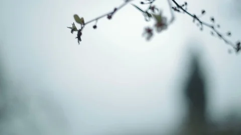 Green branch leaves close-up Stock Footage 88155455