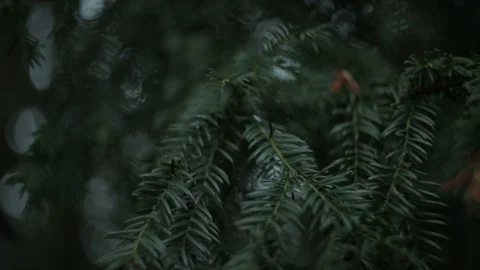 Green branch leaves close-up Stock Footage 88158241