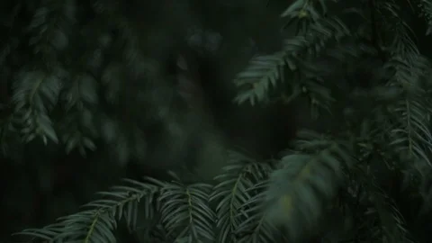 Green branch leaves close-up Stock Footage 88158467