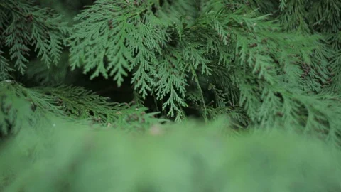 Green branch leaves close-up Stock Footage 88159108