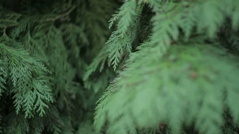 Green branch leaves close-up Stock Footage 88159463