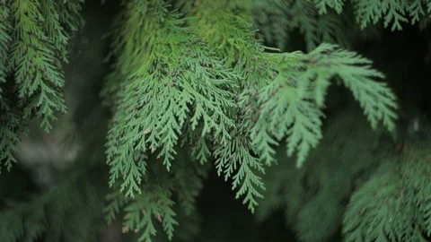 Green branch leaves close-up Stock Footage 88160617