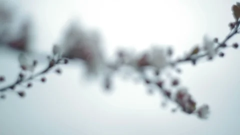 Green branch leaves close-up Stock Footage 118574348