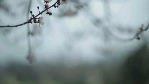 Green branch leaves close-up Stock Footage 118575171