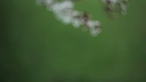 Green branch leaves close-up Stock Footage 118575491