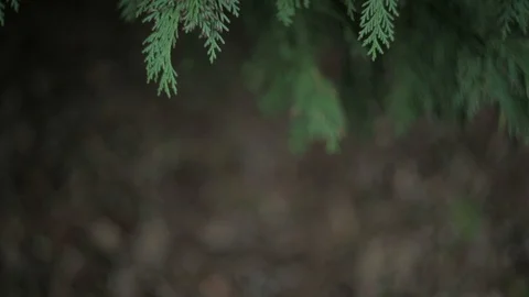 Green branch leaves close-up Stock Footage 118575809