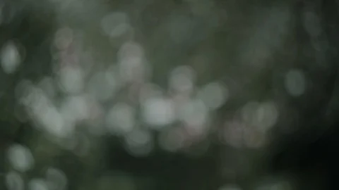 Green branch leaves close-up Stock Footage 118577648