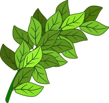 Green branch with leaves - vector image. Thick green fluffy branch Illustrazione stock