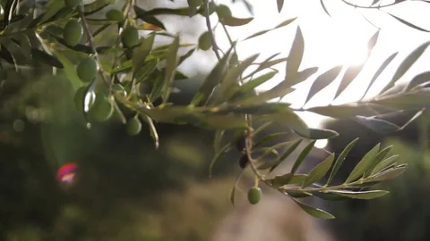 Green branch of olive tree against bright sunlight Stock Footage 71558251