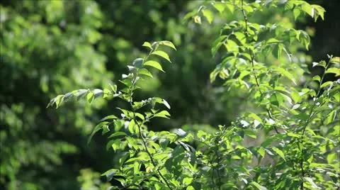 Green branch in the park 2 Stock-Footage 11143980