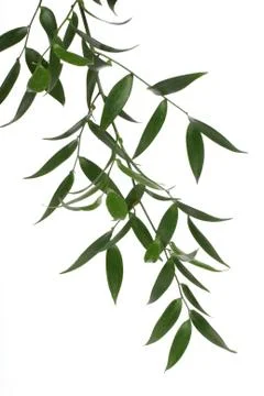 Green branch Stock Photos