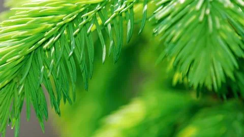 Green branch 스톡 사진