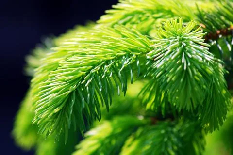 Green branch Stockfoto's