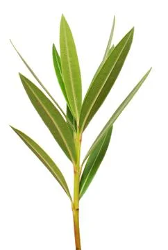 Green branch Stock Photos
