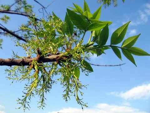 Green branch Stock Photos