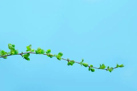 Green Branch Stock Photos