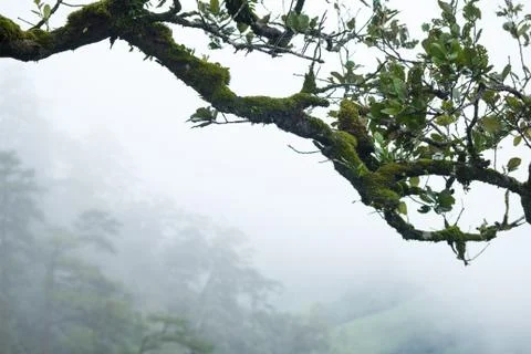 Green branch Stock Photos
