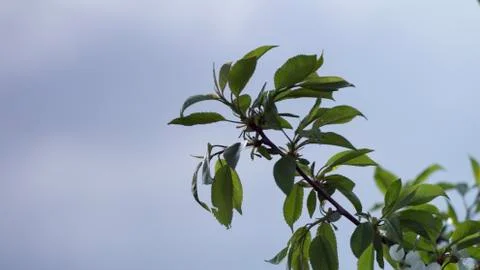Green branch Stock Photos