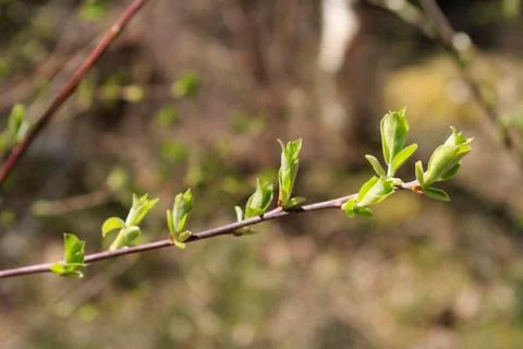 Green branch Stock Photos