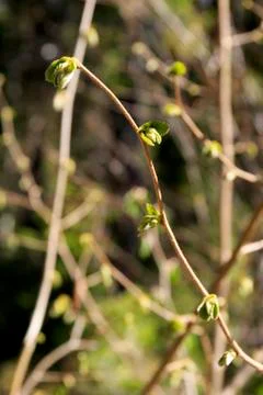 Green branch Stock Photos