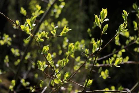 Green branch Stock Photos