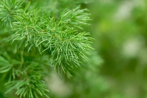 Green branch Foto stock