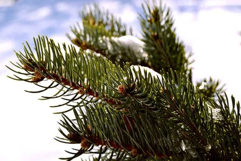 Green branch of the pine tree in a forest close up Stock-Fotos