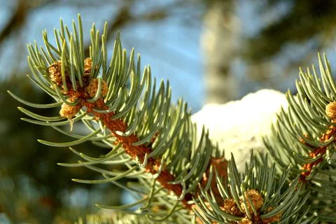 Green branch of the pine tree in a forest close up Stock-Fotos
