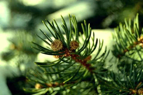 Green branch of the pine tree in a forest close up Stock Photos