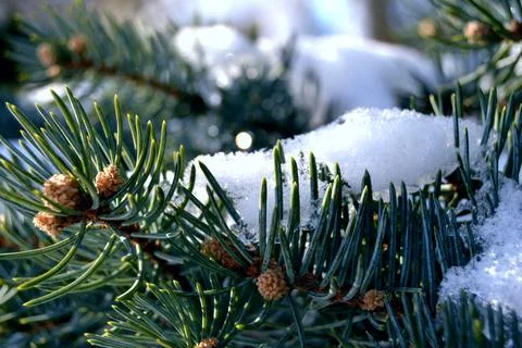 Green branch of the pine tree in a forest close up 스톡 사진
