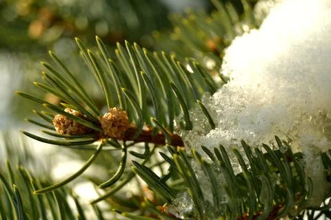 Green branch of the pine tree in a forest close up Foto stock