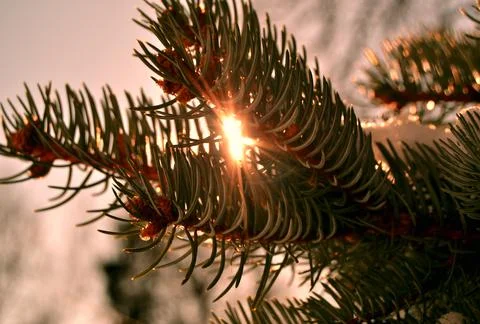 Green branch of the pine tree in a forest close up at a sunset. Stock-Fotos