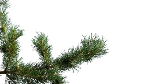 Green branch of pine tree isolated on white background screen Stock Footage 93271194