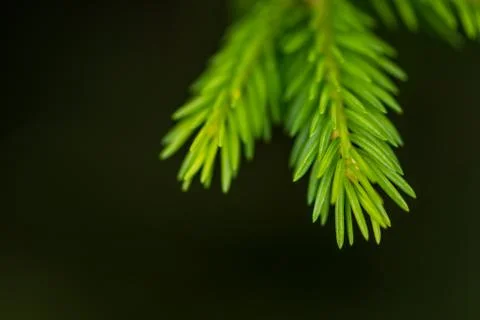 The green branch of the pine tree Stock Photos