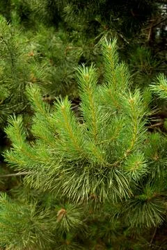 Green branch of pine tree Stock Photos
