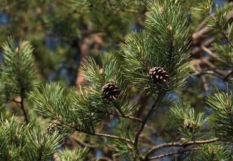 Green branch of pine-tree reflected i Stock Photos